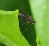 Pherbellia sp.